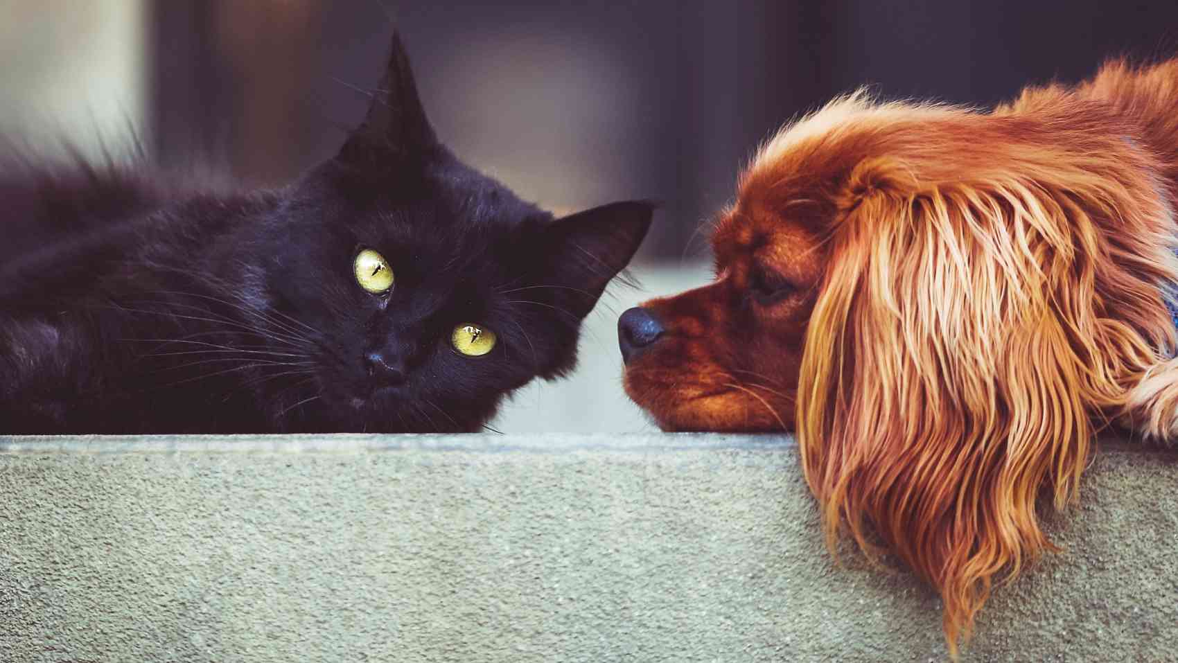 Pet Scentials - animal aromatherapy consultations Glasgow, Edinburgh and across central Scotland